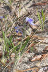 Hairyflower spiderwort